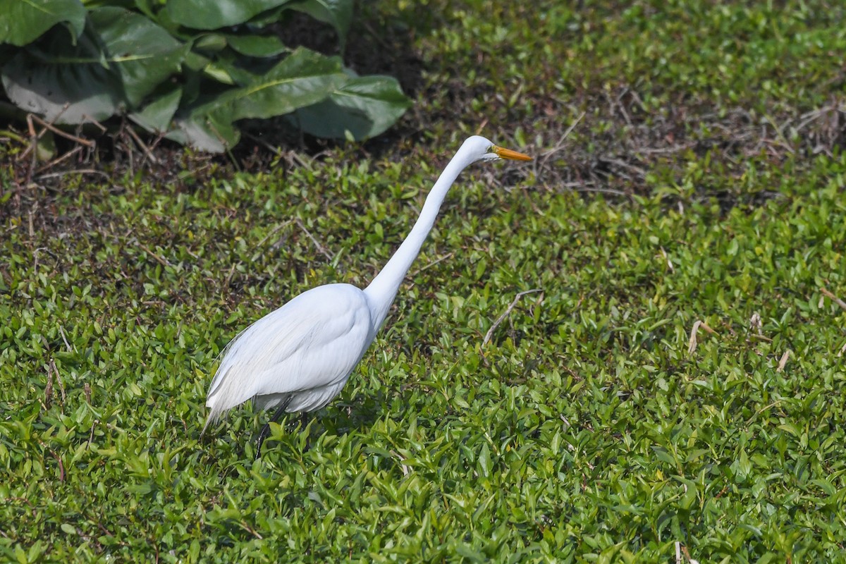 Great Egret - ML642564062