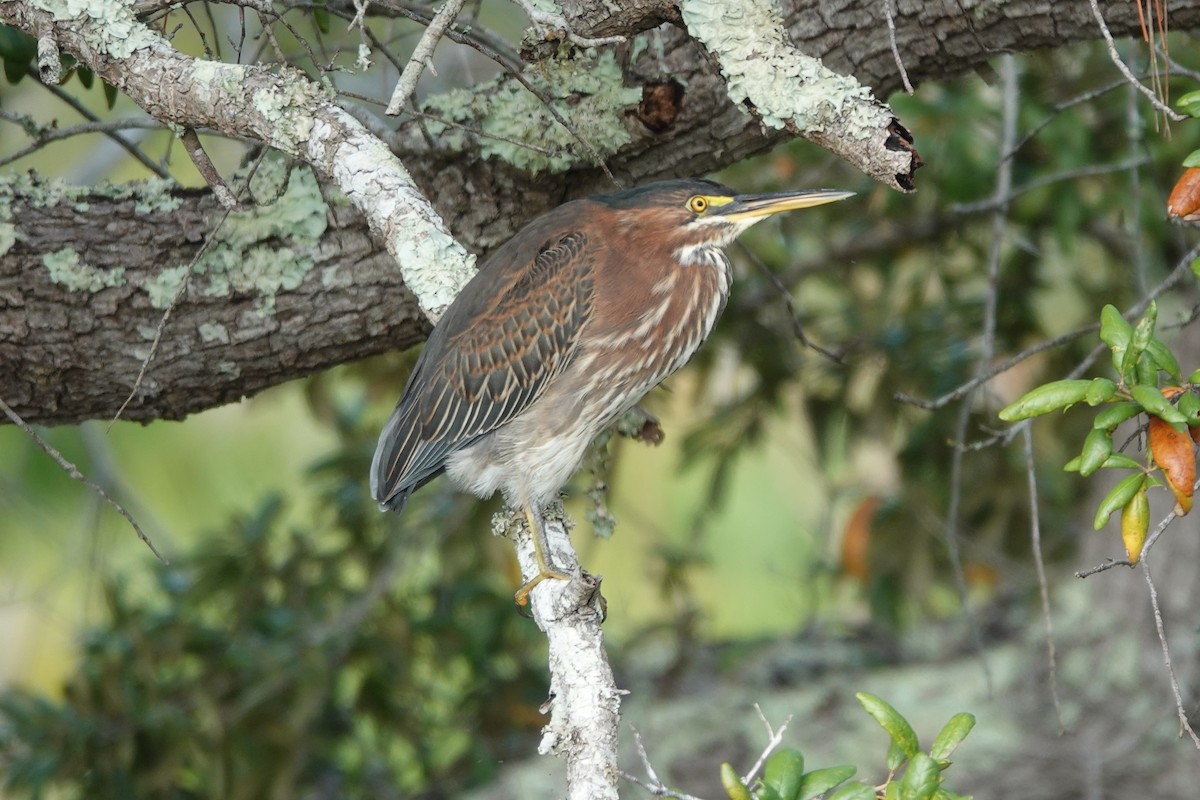 Green Heron - ML642564071