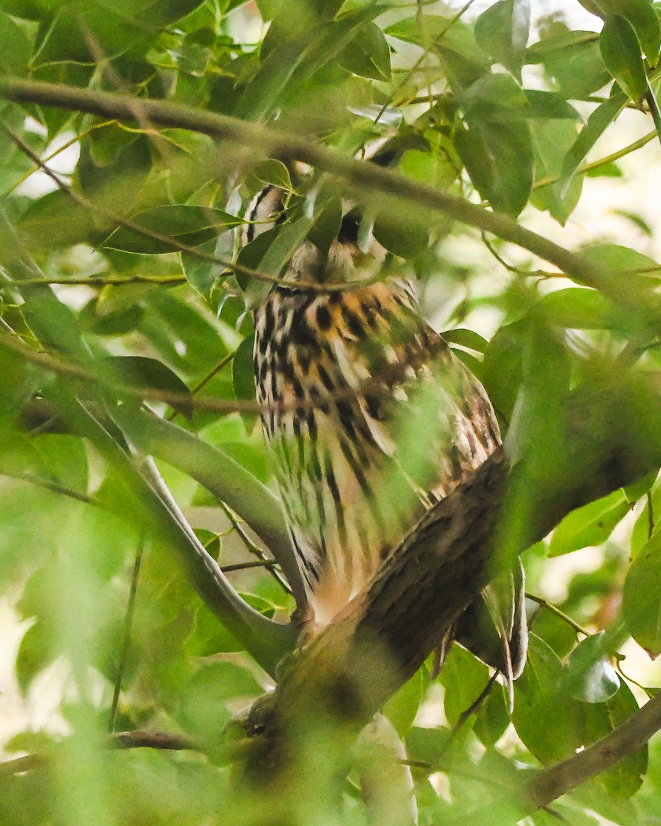 Striped Owl - ML642564078