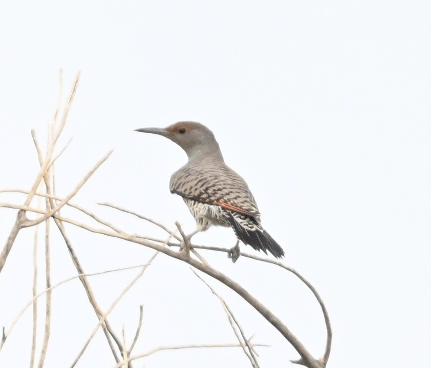 Northern Flicker - ML642564098