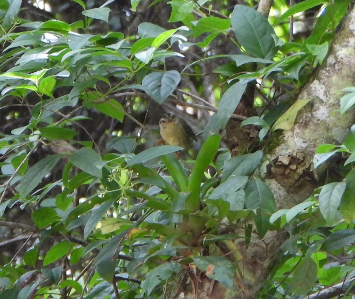 Three-striped Warbler - ML642564104