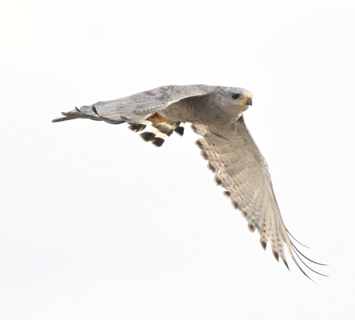 Gray Hawk - ML642564107