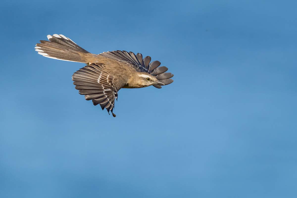 drozdec chilský - ML642564160