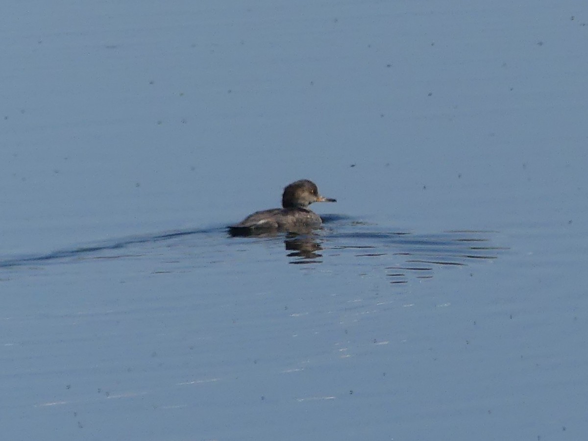 Hooded Merganser - ML642564181