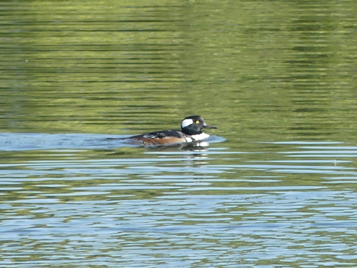 Hooded Merganser - ML642564189