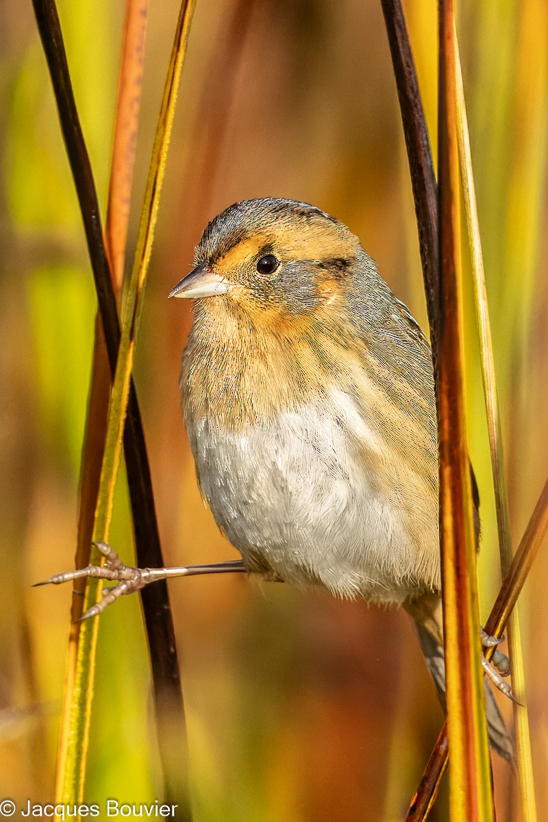 Nelson's Sparrow - ML642564193