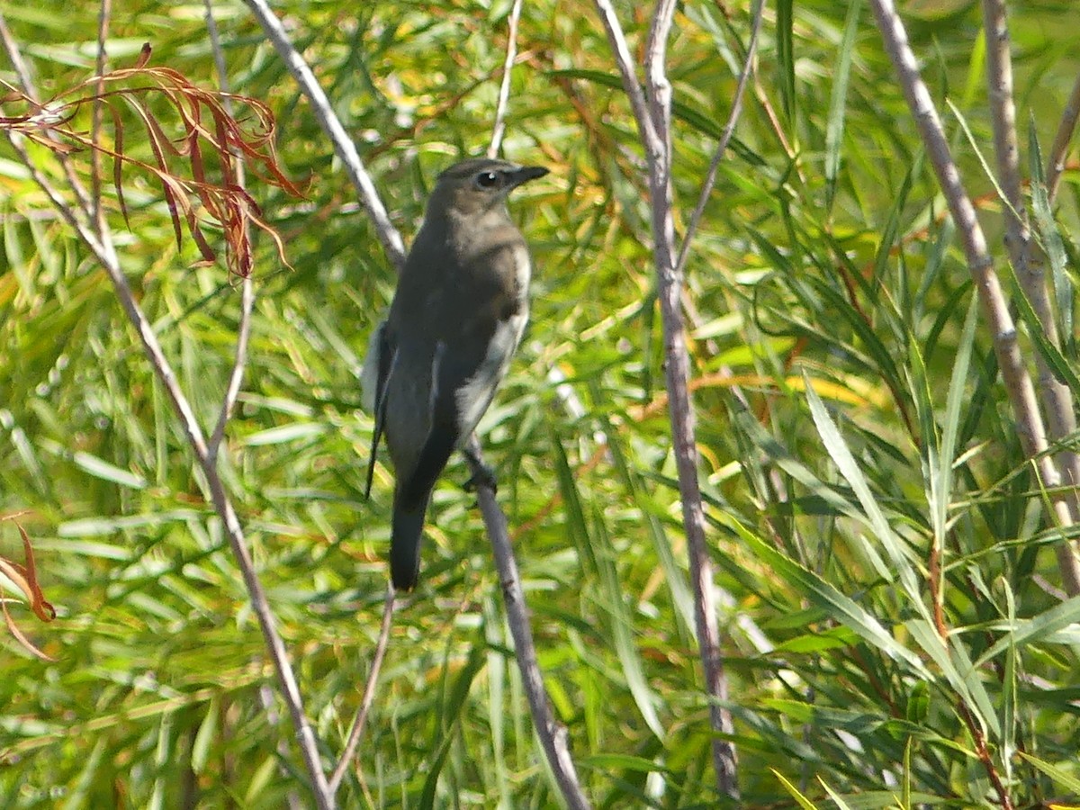 Cedar Waxwing - ML642564198