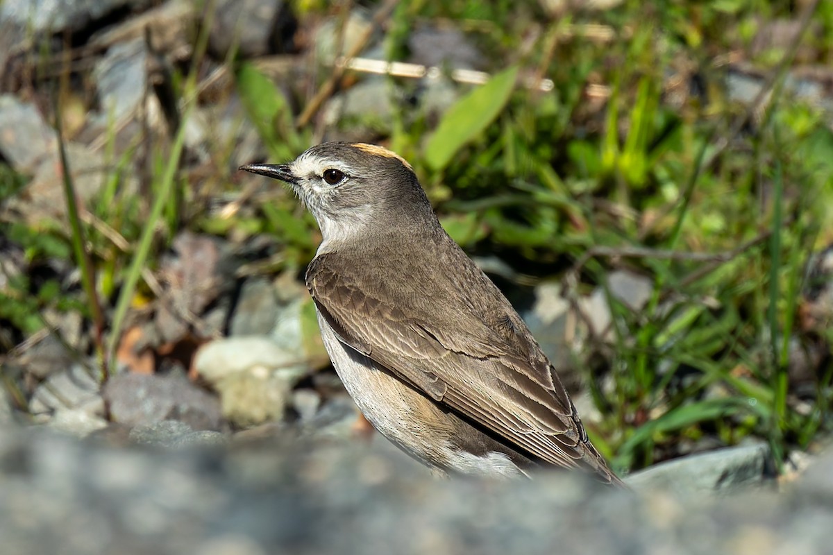 Ochre-naped Ground-Tyrant - ML642564204