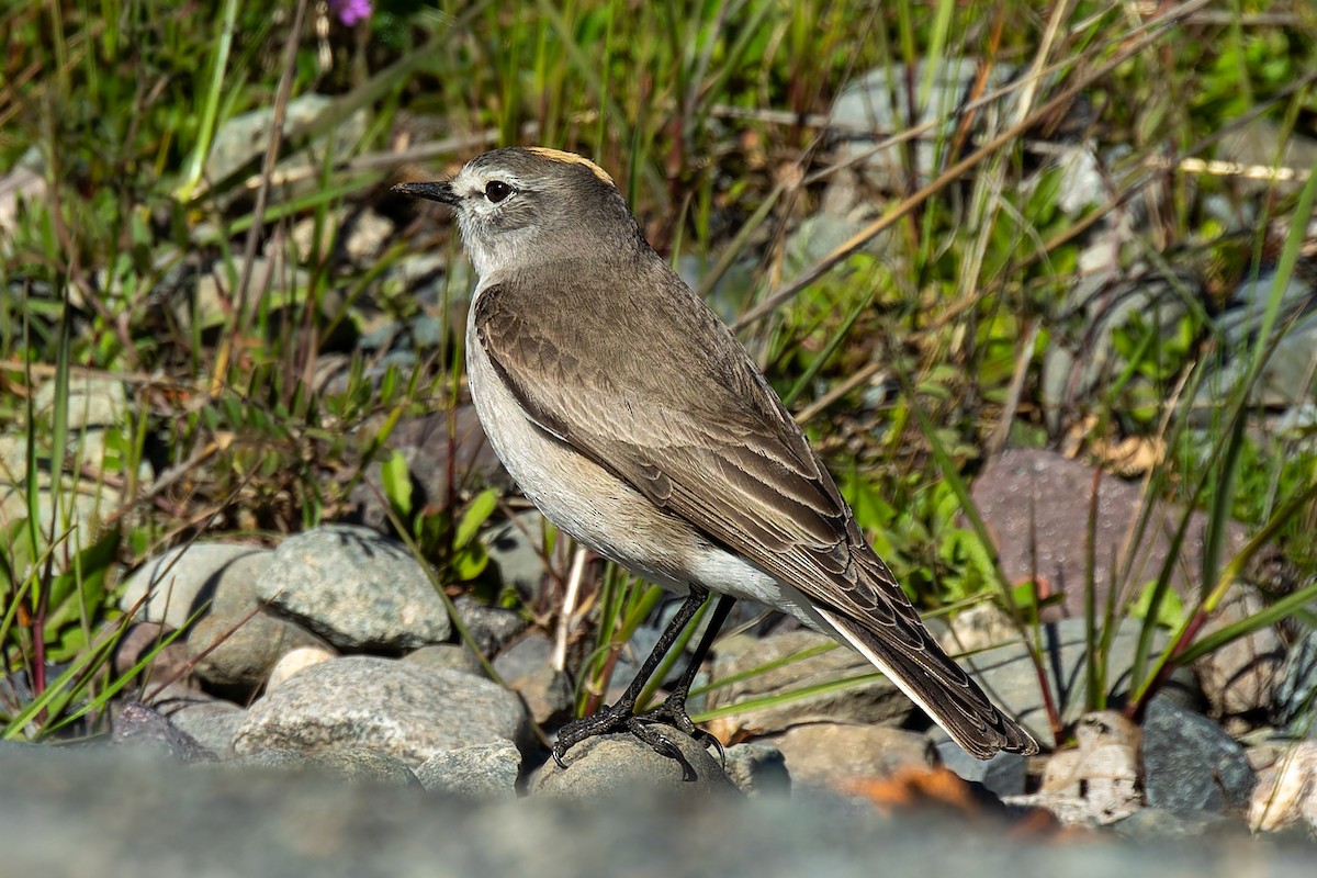Ochre-naped Ground-Tyrant - ML642564205