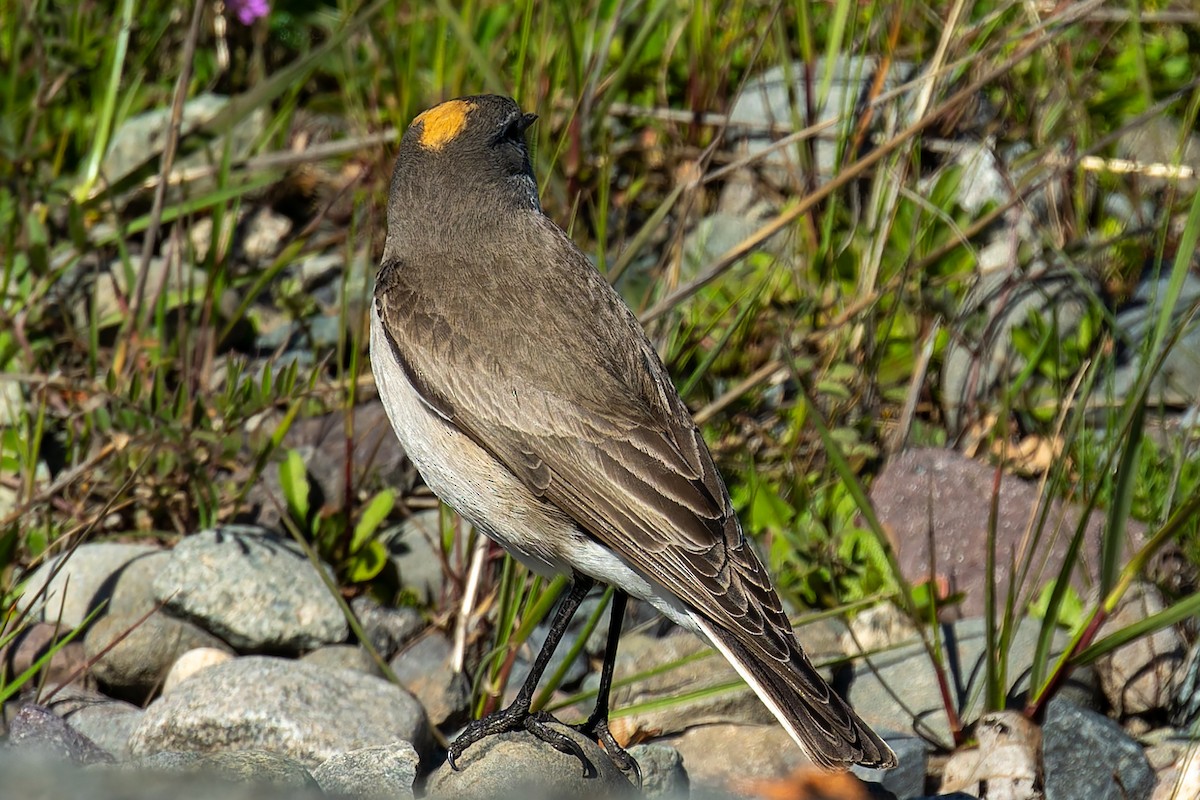 Ochre-naped Ground-Tyrant - ML642564206