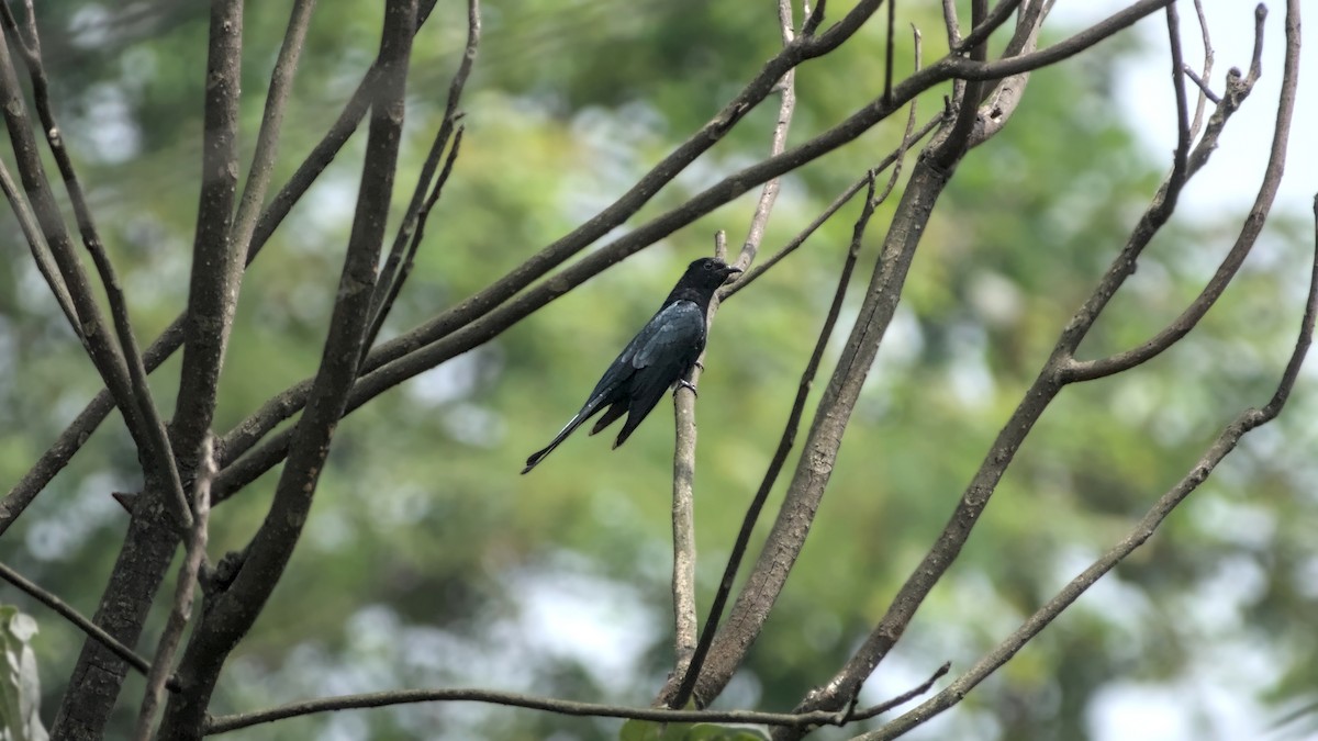 Square-tailed Drongo-Cuckoo - ML642564219