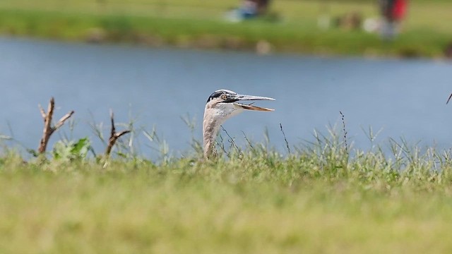 Great Blue Heron - ML642564263