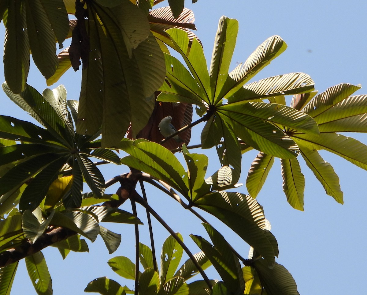 Blue-gray Tanager - ML642564267