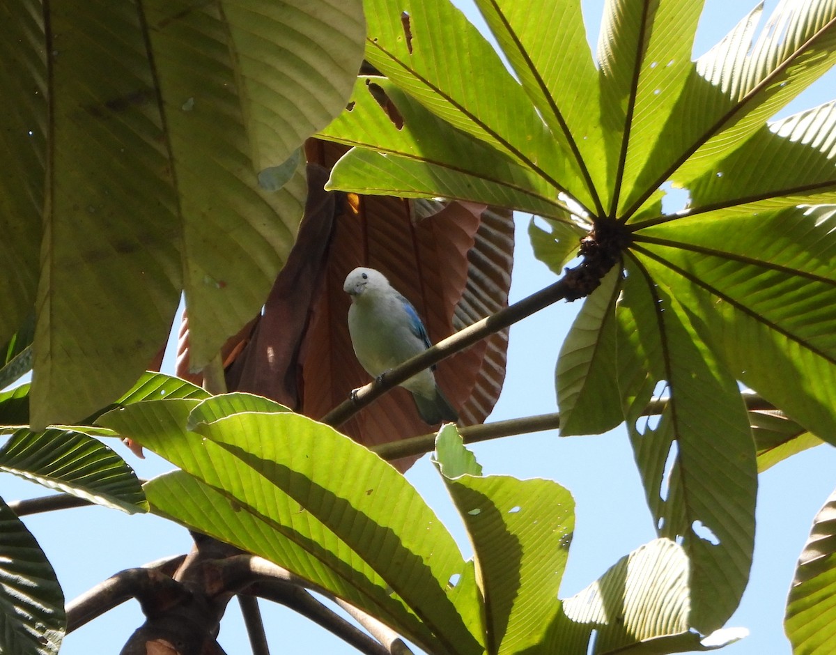 Blue-gray Tanager - ML642564268