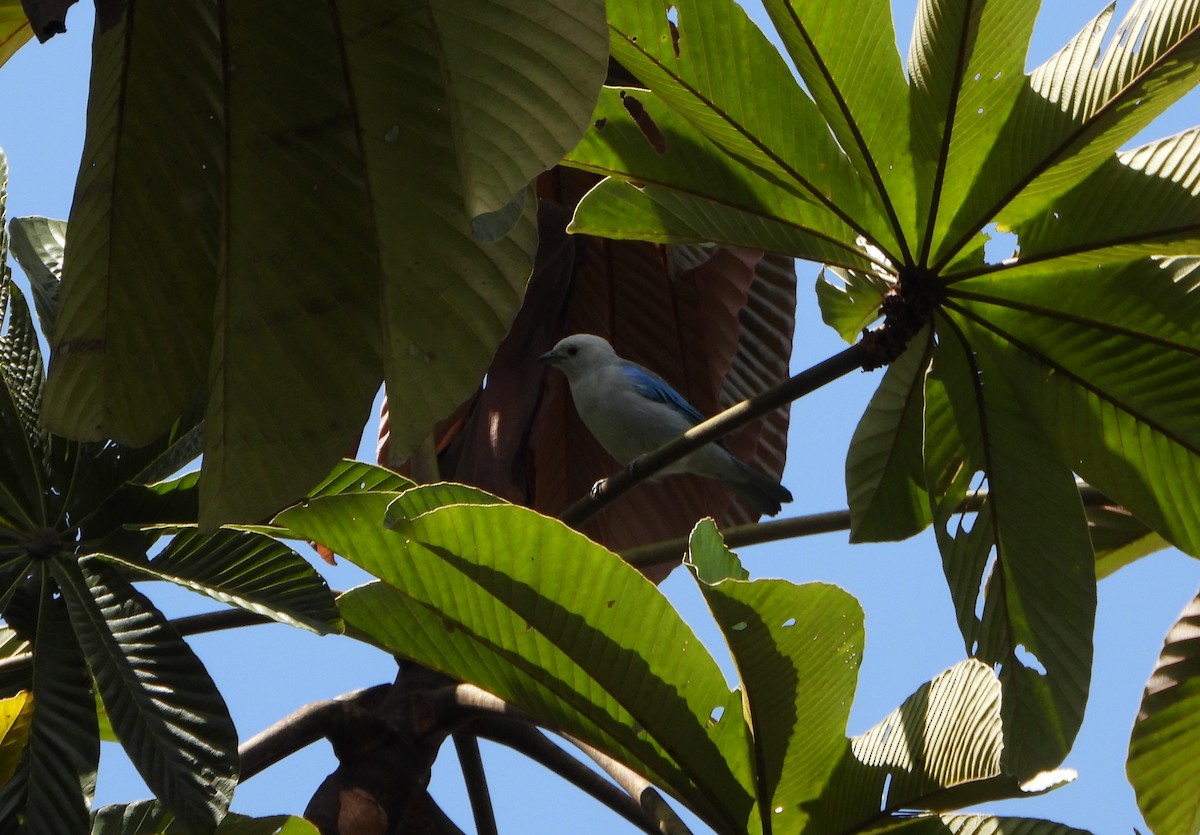 Blue-gray Tanager - ML642564270