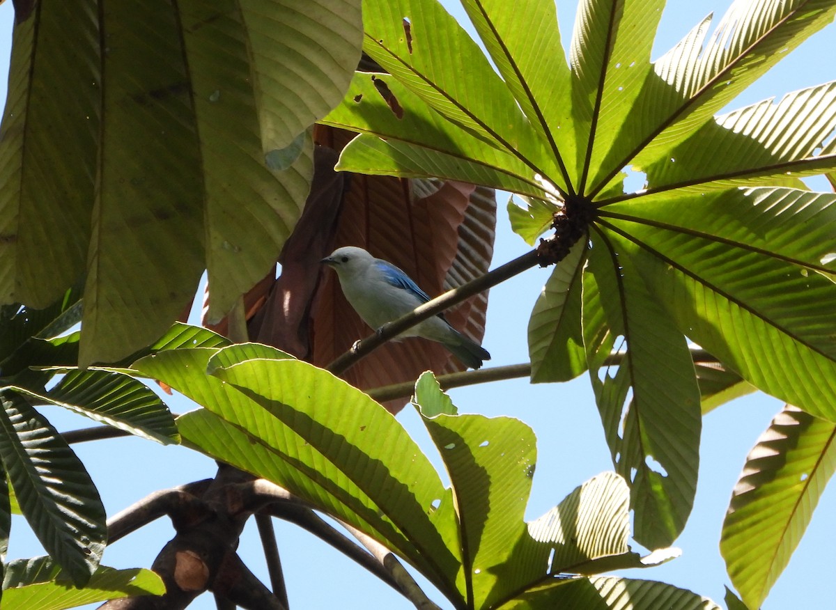 Blue-gray Tanager - ML642564271