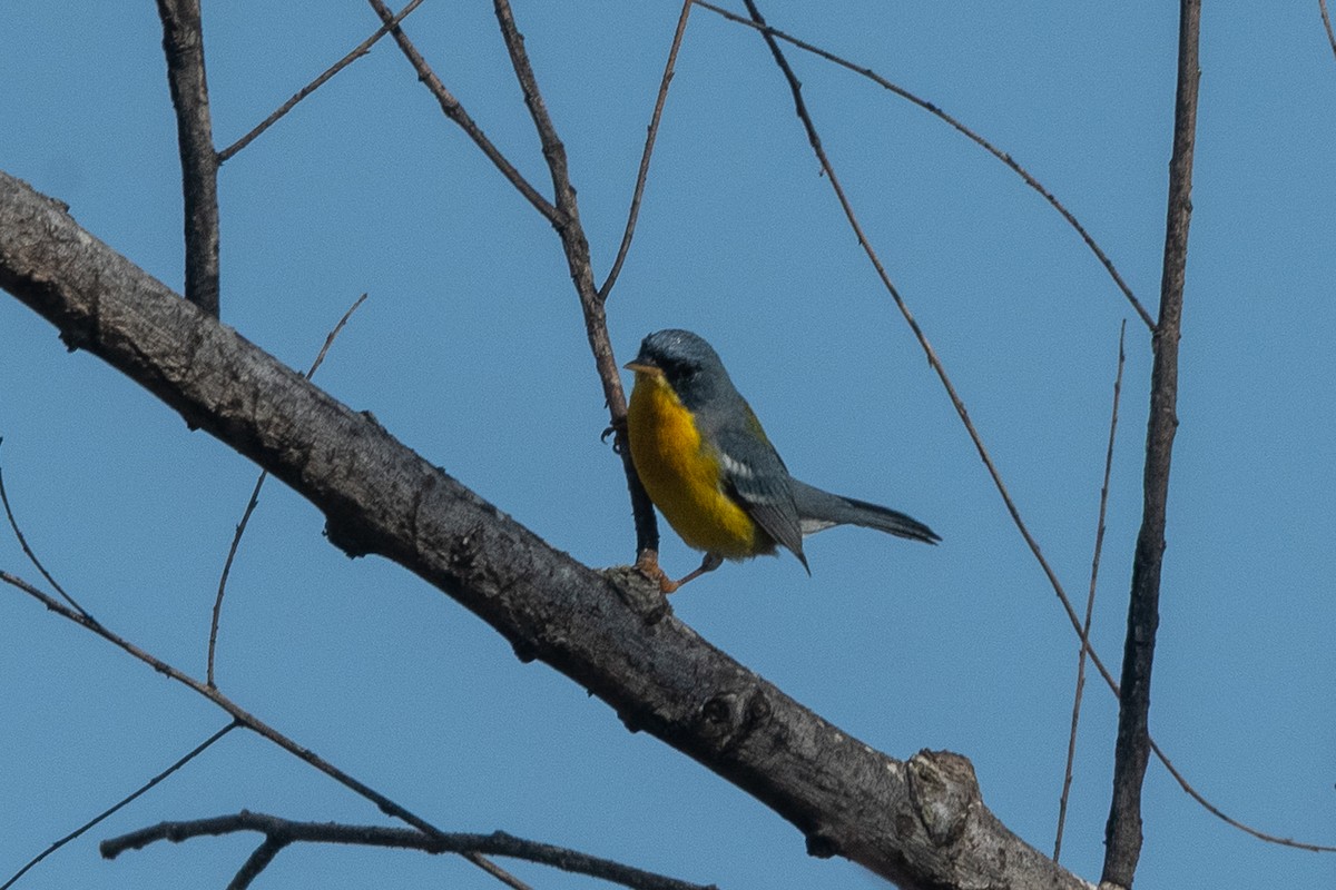 Tropical Parula - ML642564281