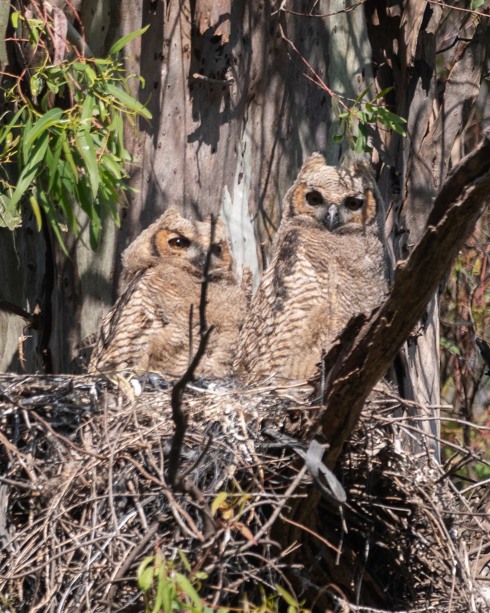 Great Horned Owl - ML642564289