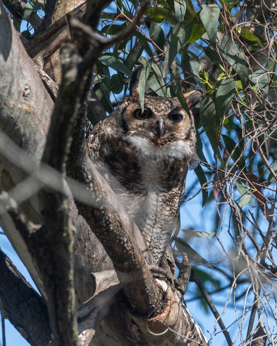 Great Horned Owl - ML642564290