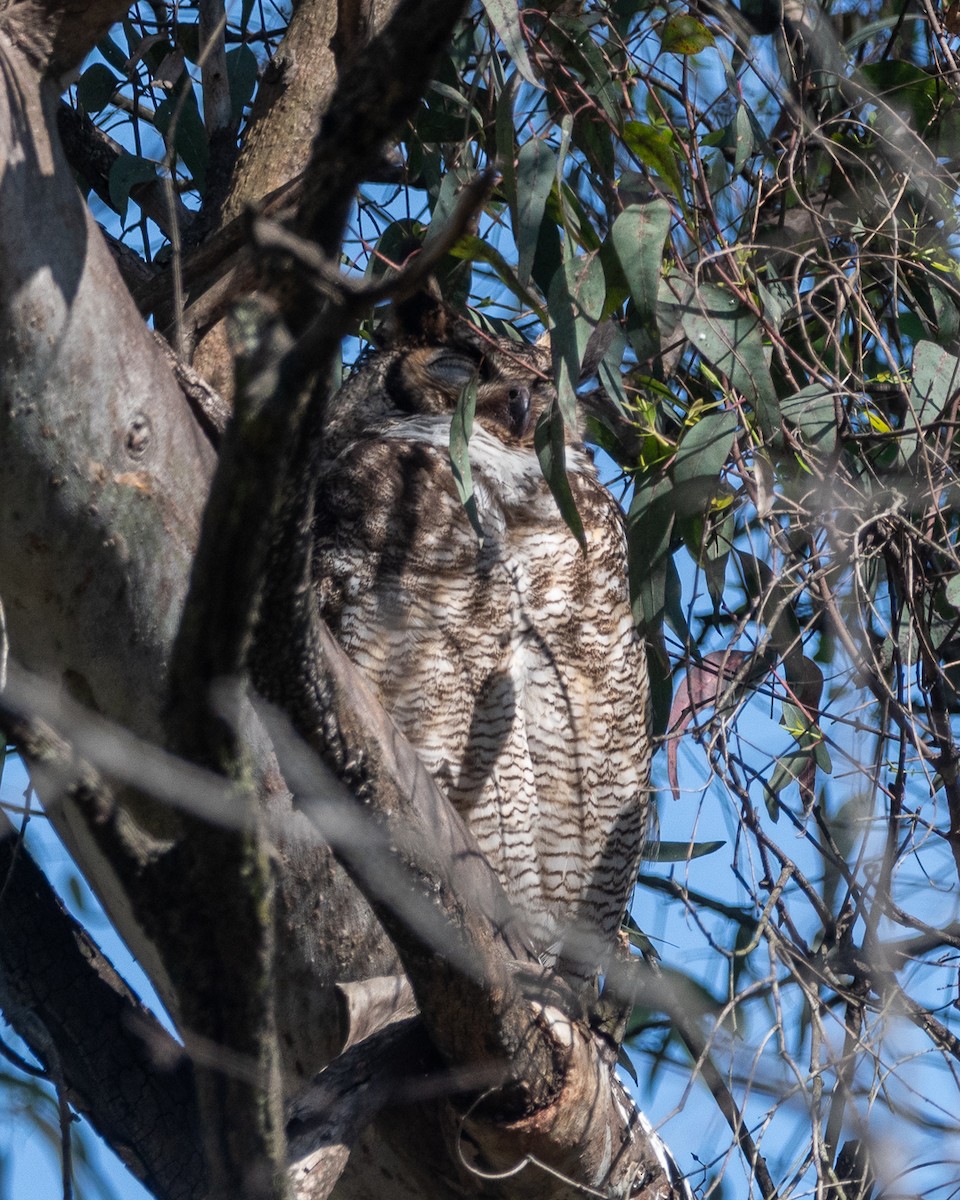 Great Horned Owl - ML642564291