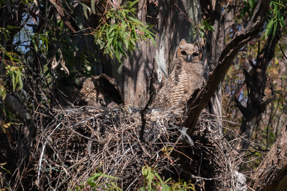 Great Horned Owl - ML642564292