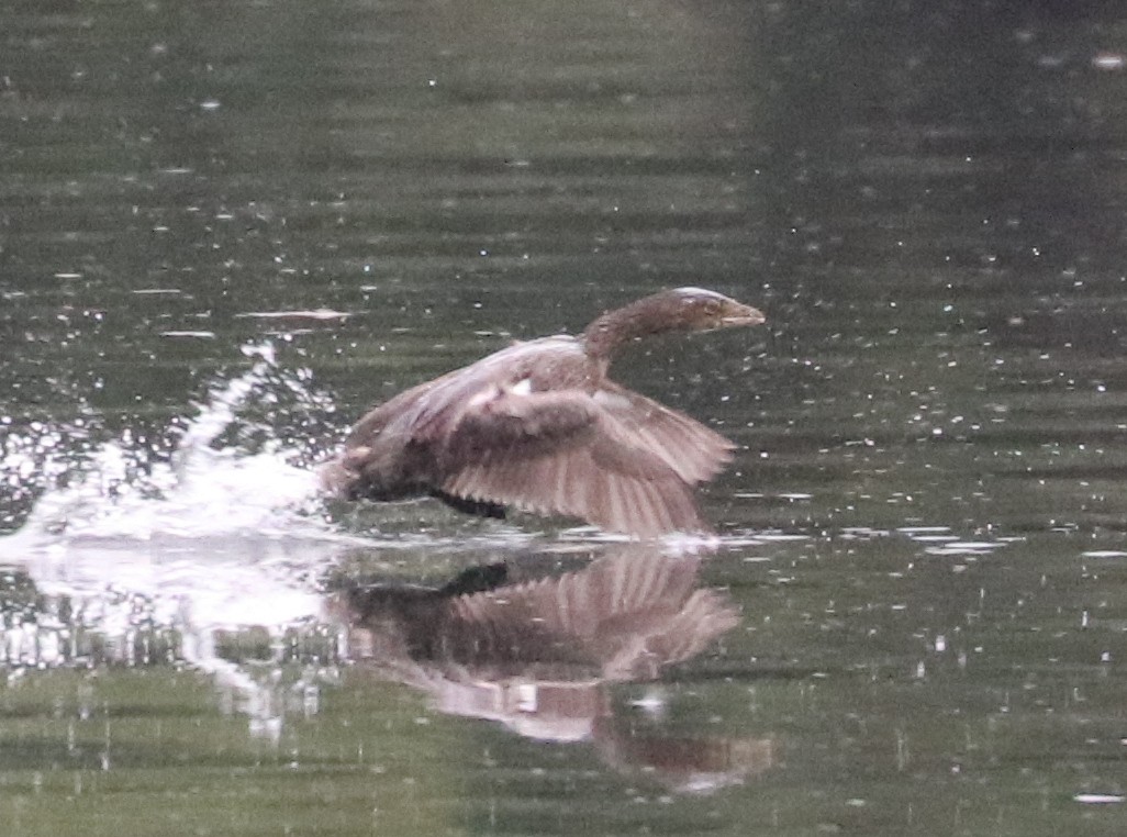 Pied-billed Grebe - ML642564338