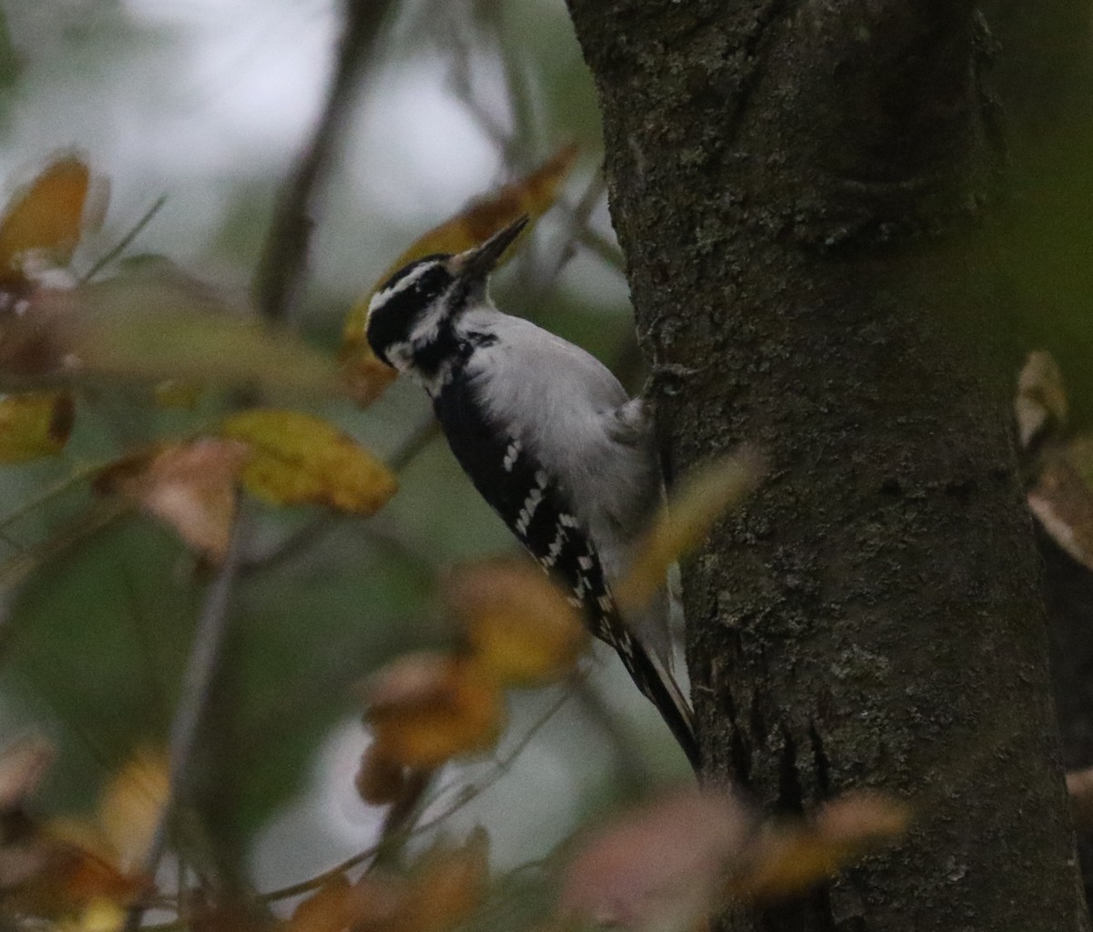 Hairy Woodpecker - ML642564341