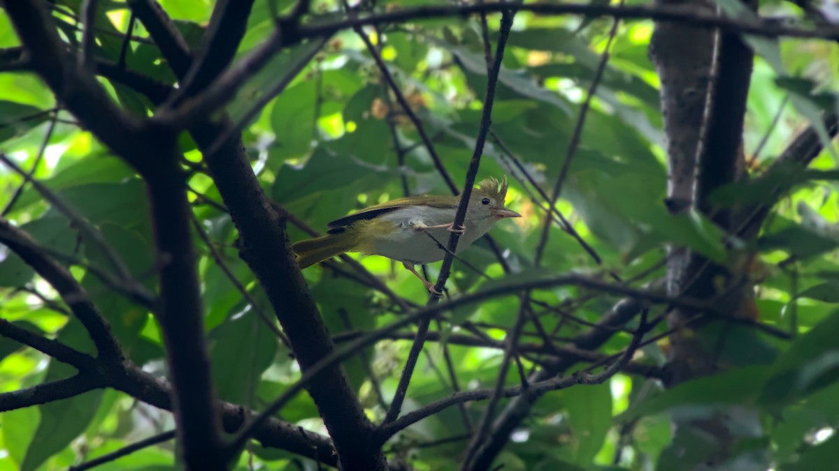 White-bellied Erpornis - ML642564381
