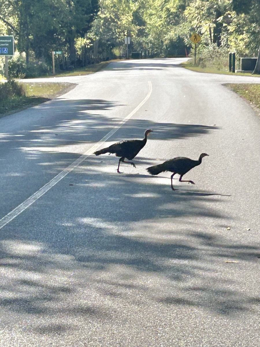 Wild Turkey - ML642564393