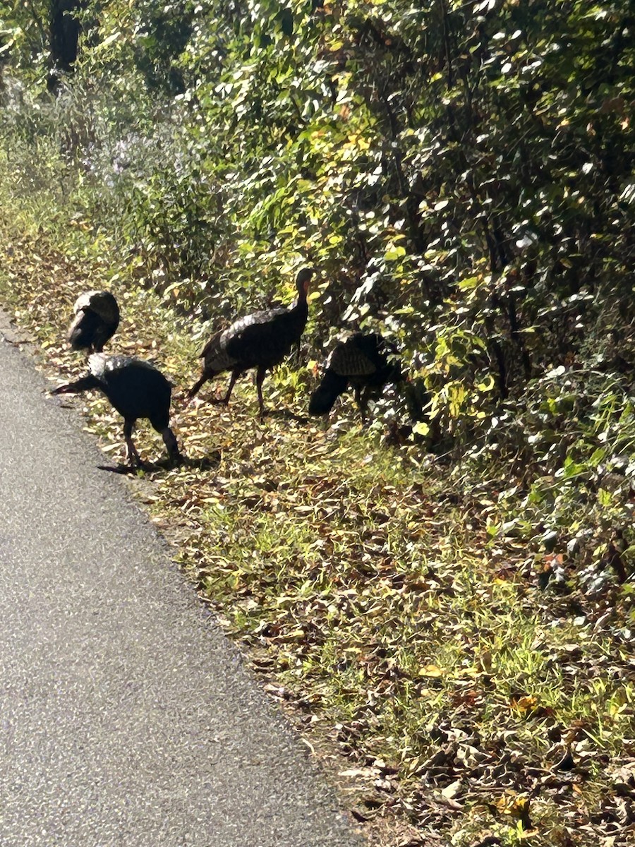 Wild Turkey - ML642564394