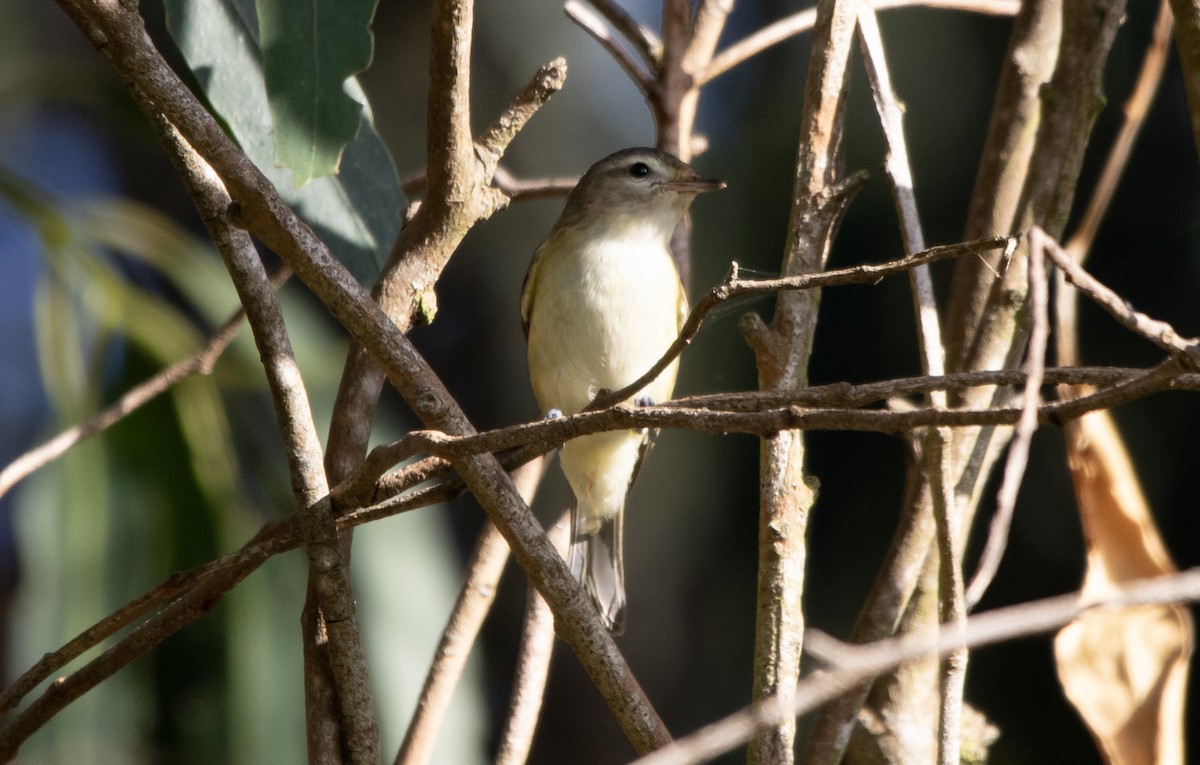 Warbling Vireo - ML642564399