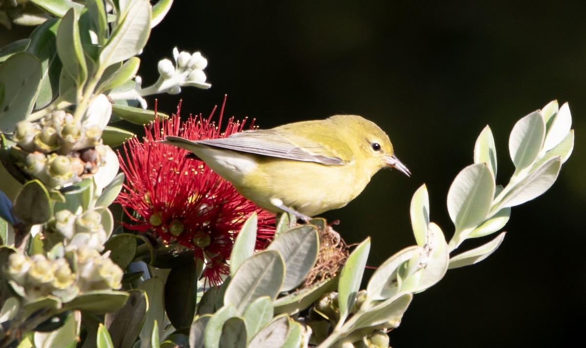 Tennessee Warbler - ML642564412