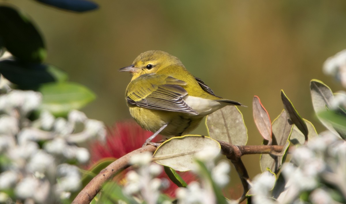 Tennessee Warbler - ML642564413