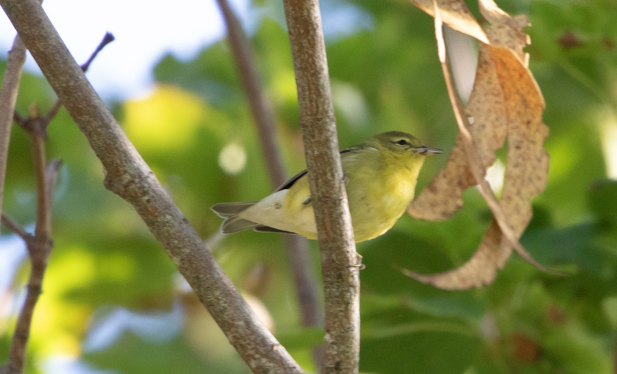 Tennessee Warbler - ML642564414