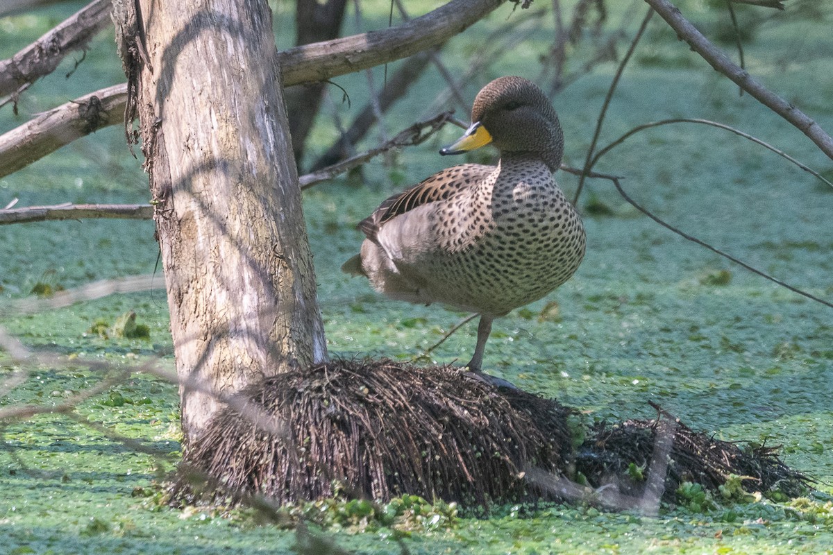 Yellow-billed Teal - ML642564415