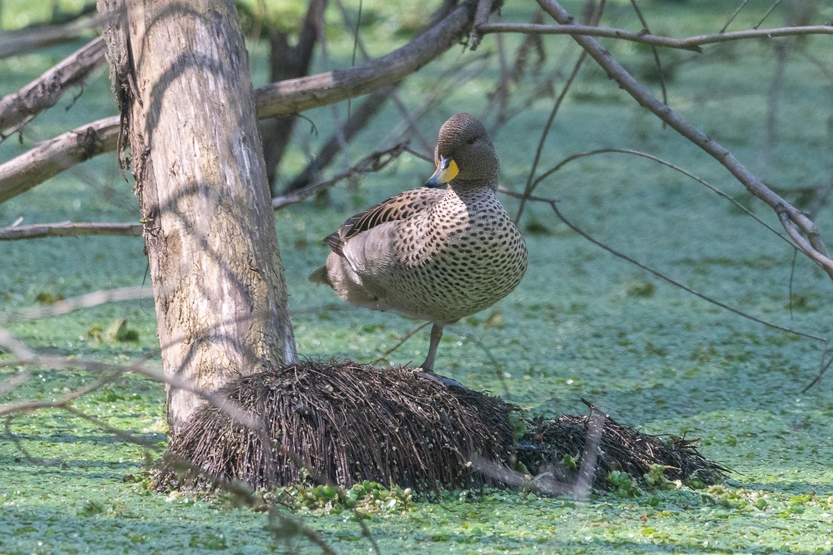 Yellow-billed Teal - ML642564416
