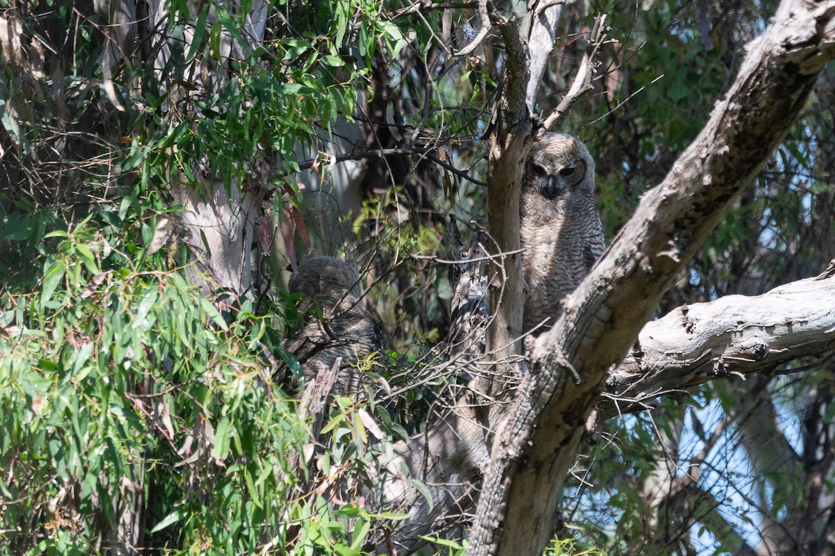 Great Horned Owl - ML642564419