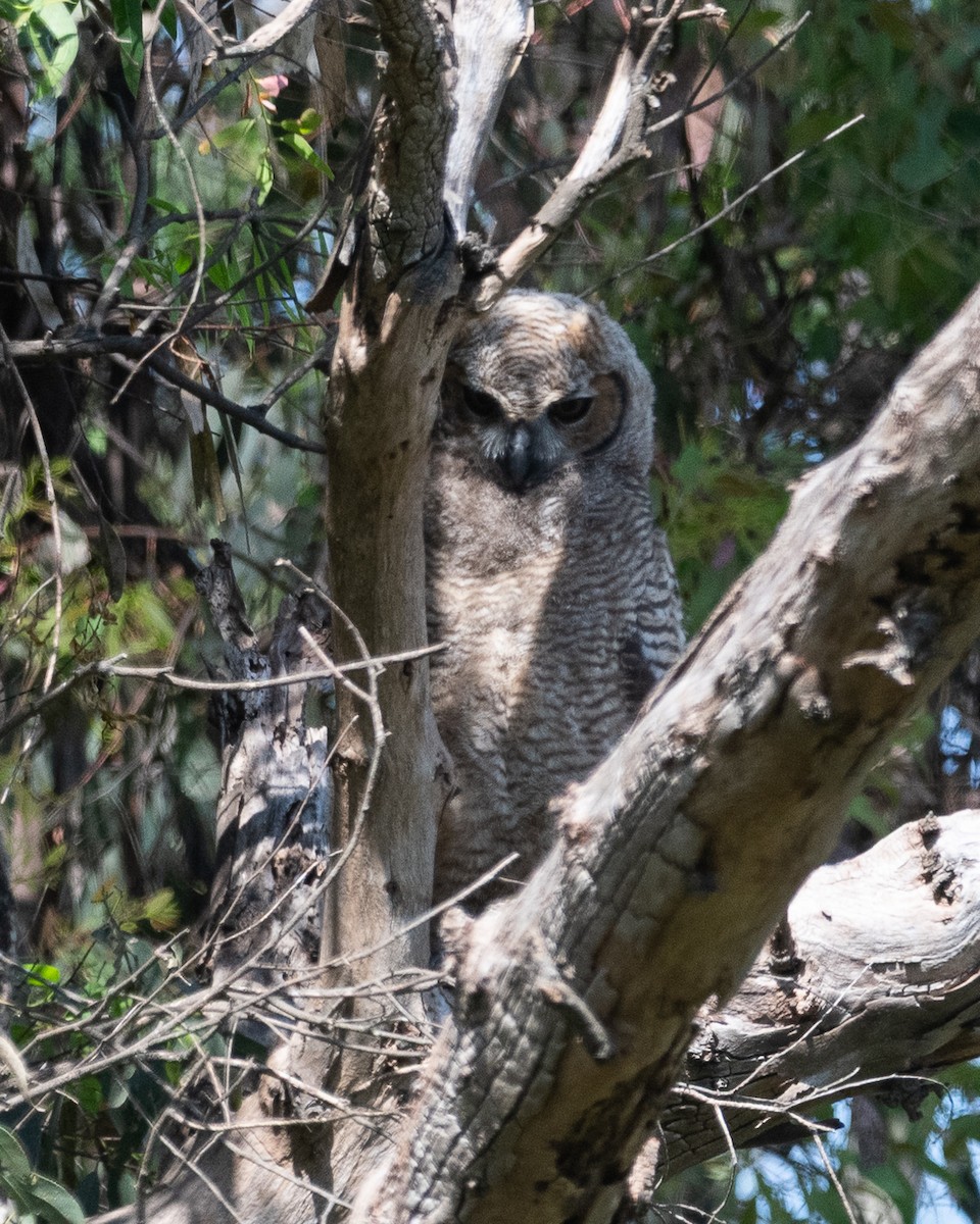 Great Horned Owl - ML642564420