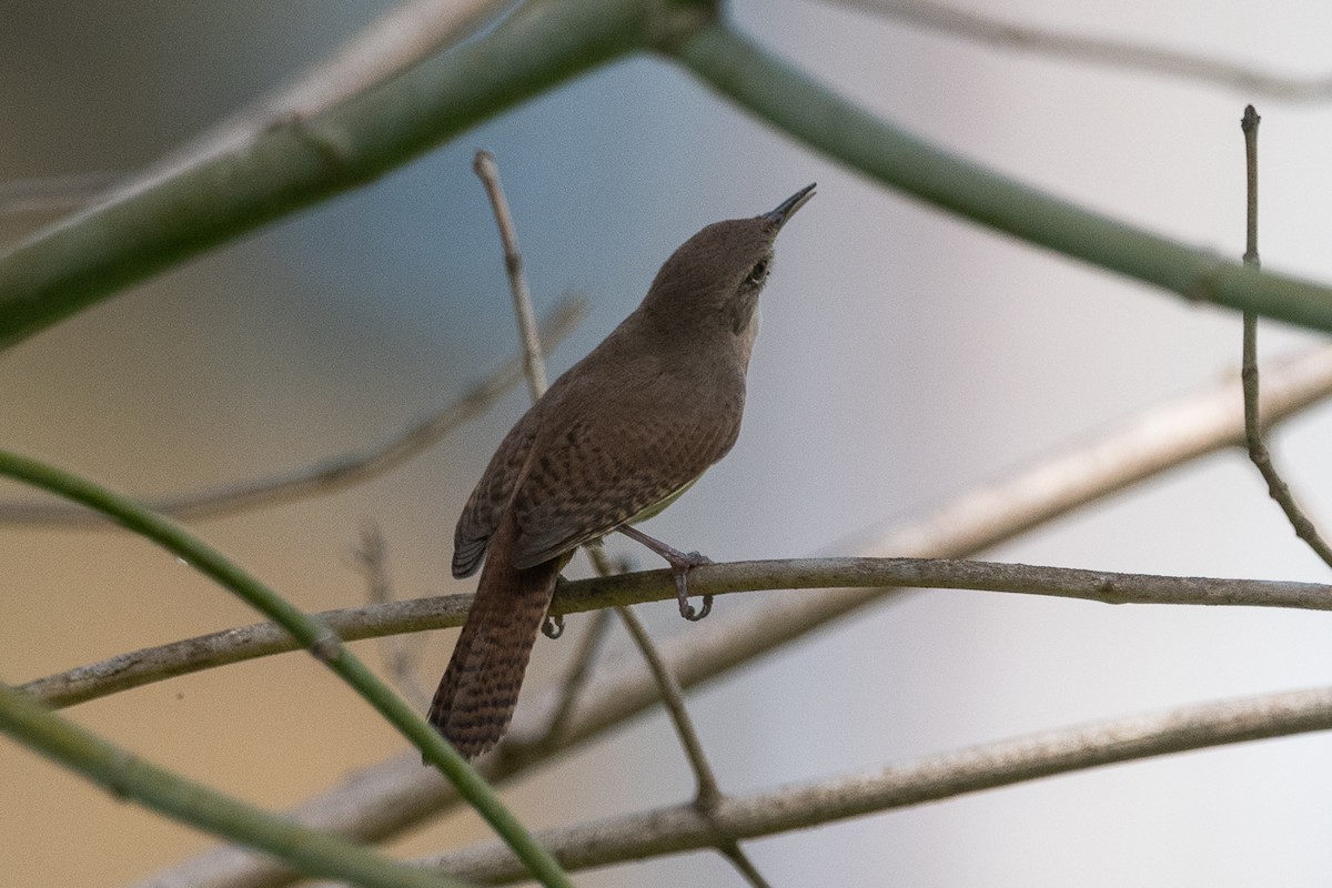 Southern House Wren - ML642564426
