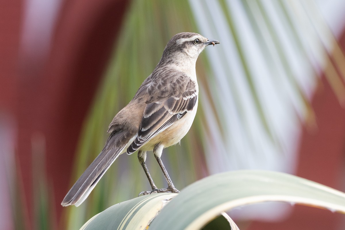 Chalk-browed Mockingbird - ML642564433
