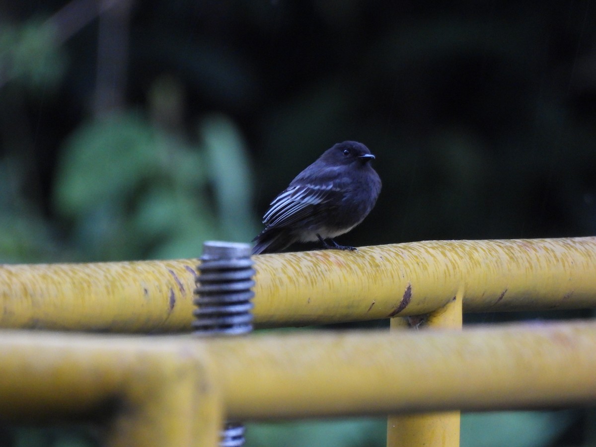 Black Phoebe (White-winged) - ML642564434