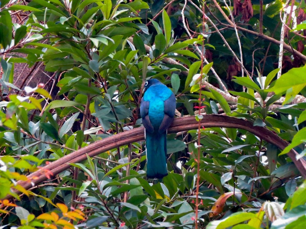 Green-backed Trogon - ML642564439