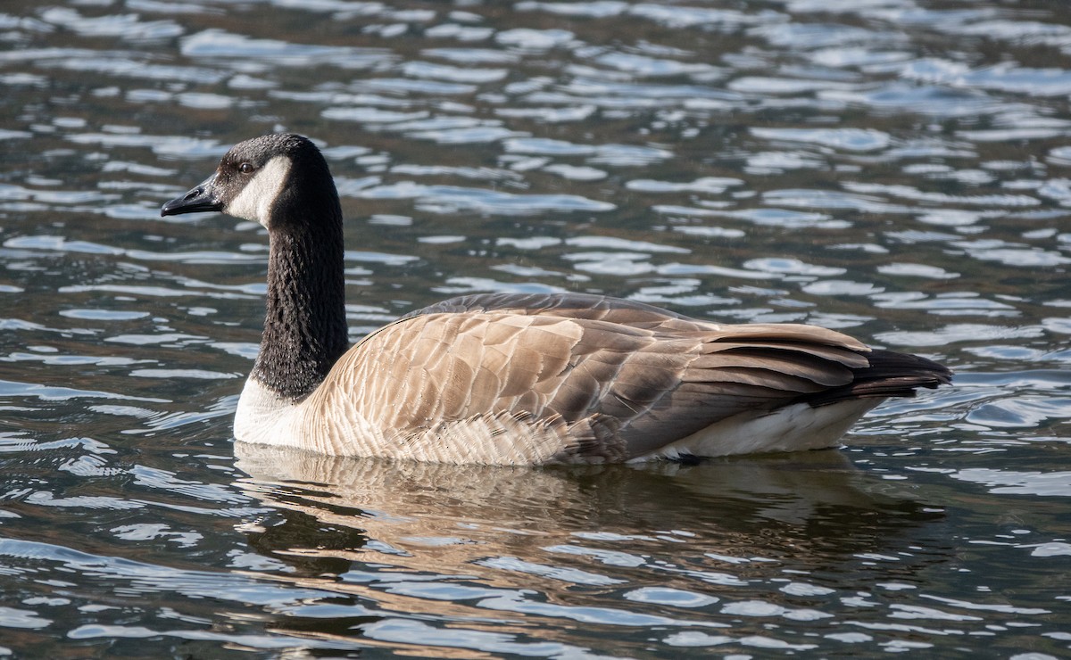 Canada Goose - ML642564446