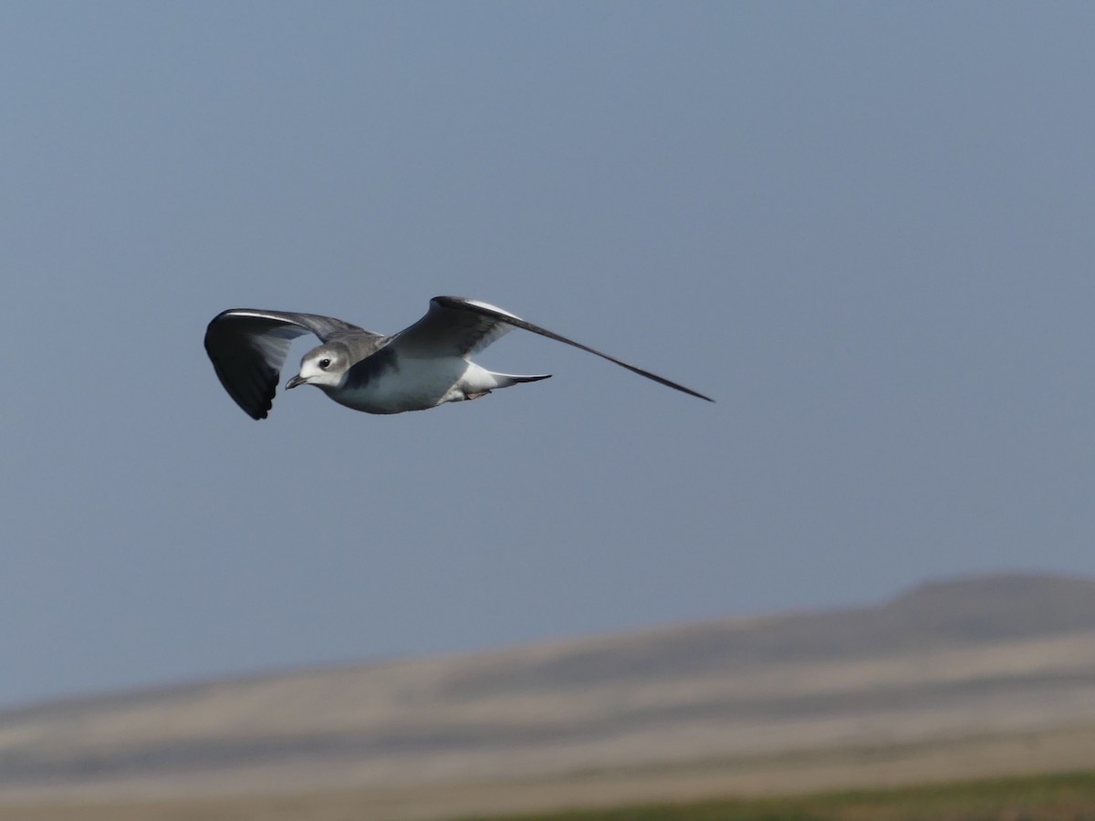 Sabine's Gull - ML642564473