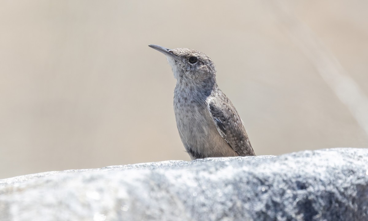 Rock Wren - ML642564486
