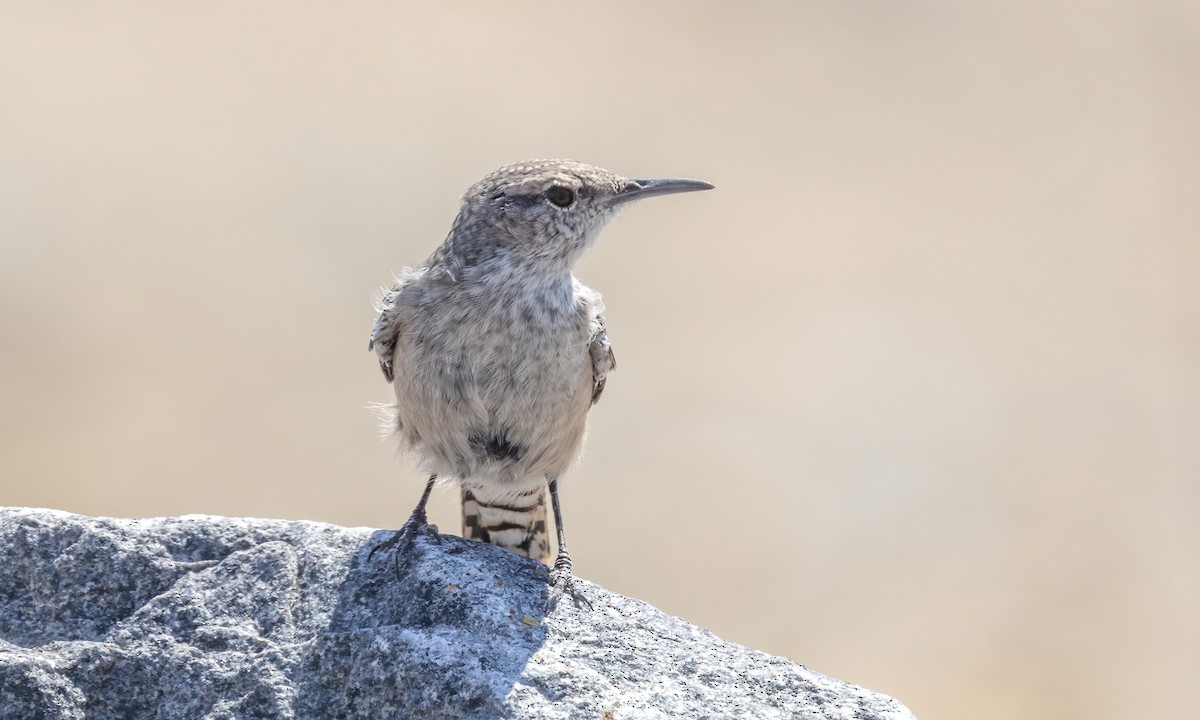Rock Wren - ML642564487