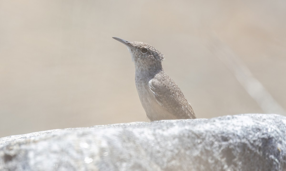 Rock Wren - ML642564488