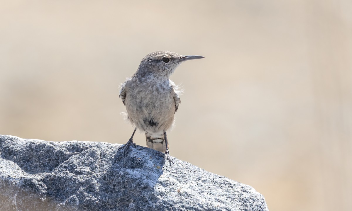 Rock Wren - ML642564489