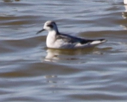 Phalarope à bec étroit - ML642564499