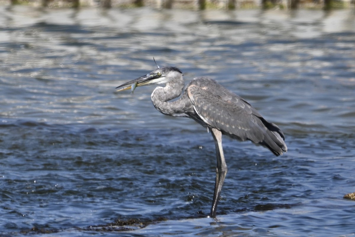 Great Blue Heron - ML642564522